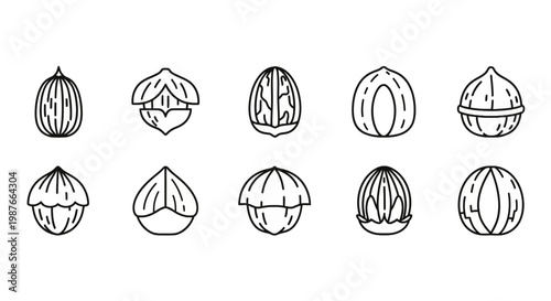 Nut and Hazelnut Line Art Icon Set Vector Illustration