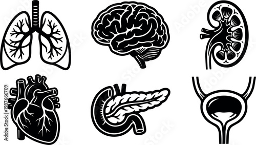Human vital organs lungs brain kidney heart pancreas bladder