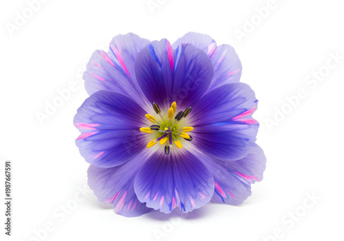 Vibrant purple tulip flower with intricate petal details isolated.