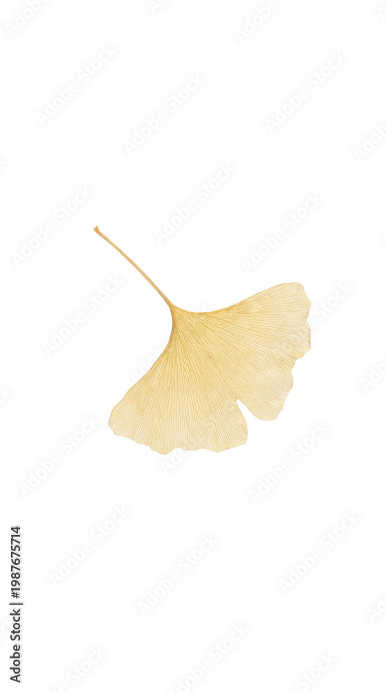 Naklejka premium Golden Ginkgo Leaf Silhouette Isolated White Background