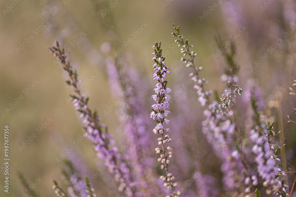 Obraz premium Heather stem with purple flowers against golden bokeh