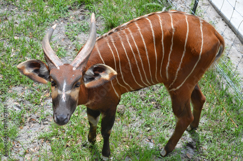 Foto Bongo, a large antelope