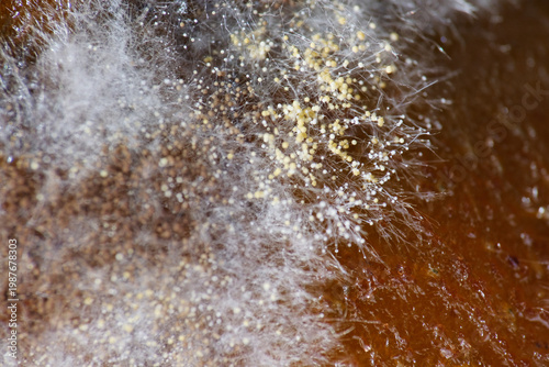 Growth of mycelium and powdery fungus on rotten persimmon fruit