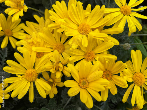 Euryops pectinatus, the grey-leaved euryops