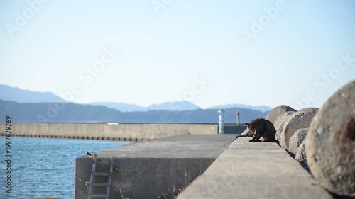 加太港でくつろぐトラ猫 （和歌山県和歌山市, 2026年1月）