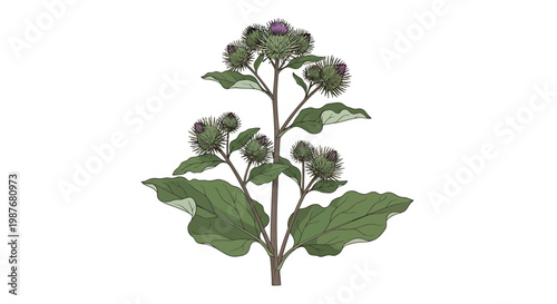 Greater Burdock Botanical Vector Illustration with Burrs and Leaves