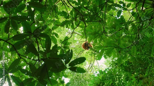 A red ruffed lemur (Varecia rubra) Sitting on a tree in Madagascar island.