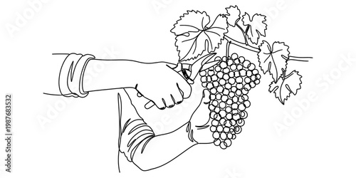 A simple black and white line drawing of a person harvesting a bunch of grapes from a grapevine.