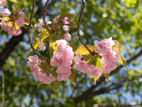 ピンク色の八重桜