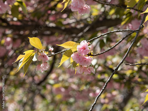 ピンク色の八重桜
