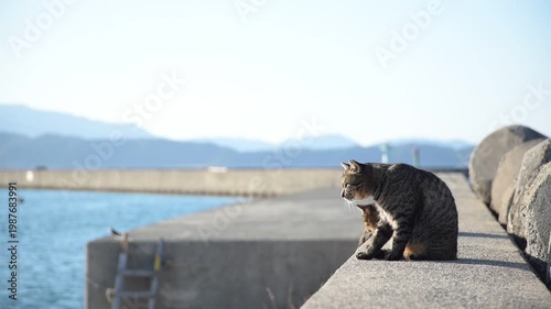 加太港でくつろぐトラ猫 （和歌山県和歌山市, 2026年1月）