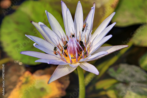 Close-up of a Lotus Flower with Bees in Cambodia Royal Palace Ga