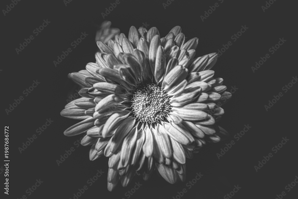 Fototapeta premium Dark Moody Flowers in Monochrome – Fragility and Melancholy Concept