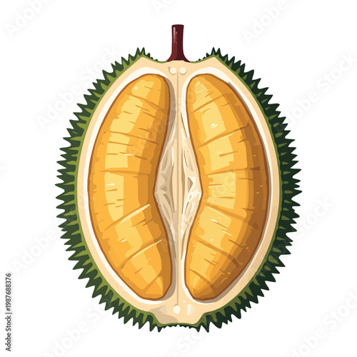 durian fruit half sliced vector design with spiky shell and creamy flesh tropical fruit graphic