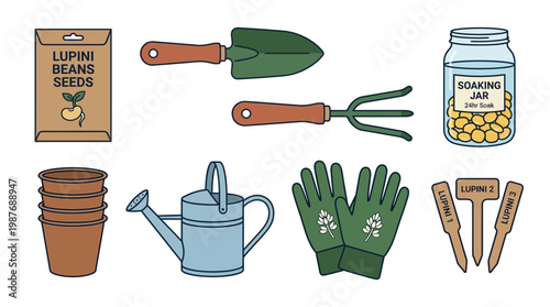 Lupini bean seeds and gardening tools on white background