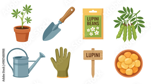 Lupini beans gardening essentials with plant, shovel, seeds, and tools