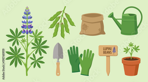 Lupine plant with gardening tools and lupini beans sign
