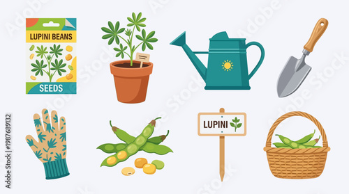 Lupini beans gardening essentials with seeds, glove, and tools