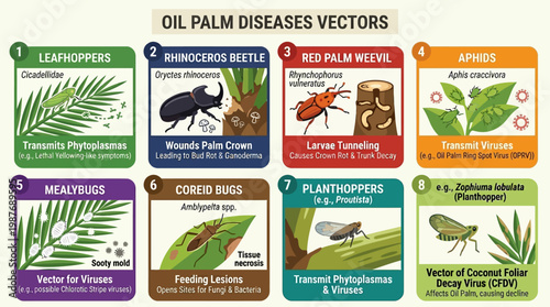 Oil palm diseases vectors infographic showing leafhoppers, rhinoceros beetle, red palm weevil, aphids, mealybugs, coreid bugs, planthoppers, and their effects