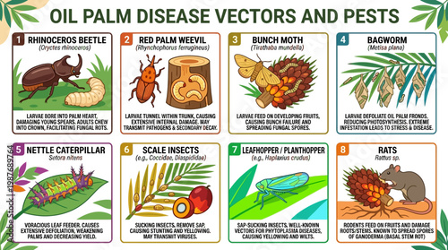 Oil palm disease vectors and pests infographic showing various insects and rodents