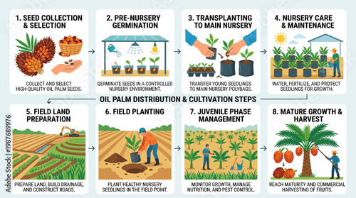 Oil palm cultivation process steps infographic palm tree farming