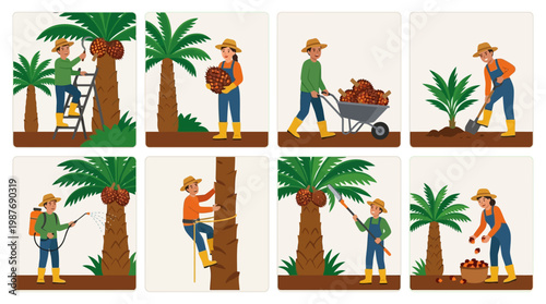 palm oil farmer illustrations collecting fruits from palm trees