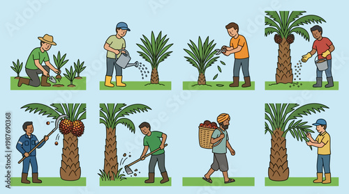 Palm tree cultivation and maintenance process with workers