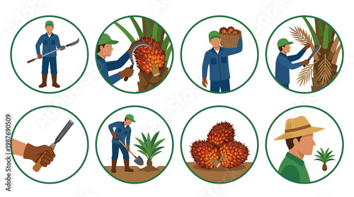 Durian farmer illustrations working harvesting fruit