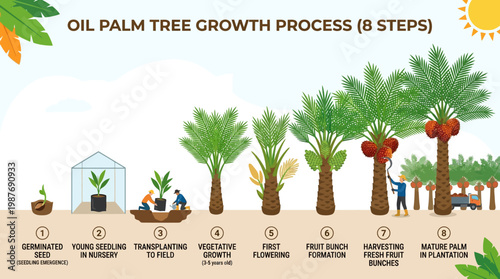 Visual infographic illustrating the eight distinct stages of oil palm tree growth from seed to harvest
