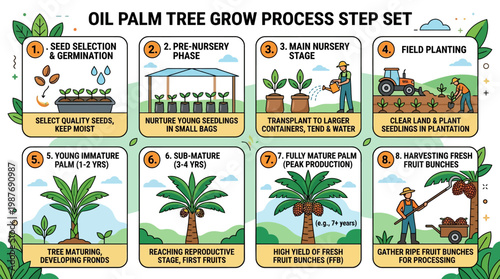 An educational infographic illustrating the complete life cycle growth process of oil palm trees from seed to harvestable fruit bunches