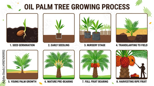 Detailed infographic illustrating the complete eight-stage oil palm tree growing process, from seed germination to mature fruit harvesting.