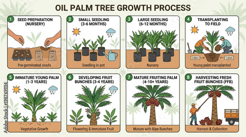 Oil palm tree growth process stages from seed to harvesting