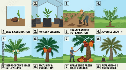 This comprehensive infographic illustrates the eight distinct biological stages of the oil palm tree life cycle from germination until final replanting.