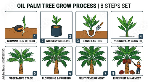 Oil palm tree growth process steps, from seed germination to ripe fruit harvest, illustrating the eight stages of cultivation and development.
