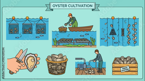 Oyster cultivation process with fishermen harvesting and processing oysters