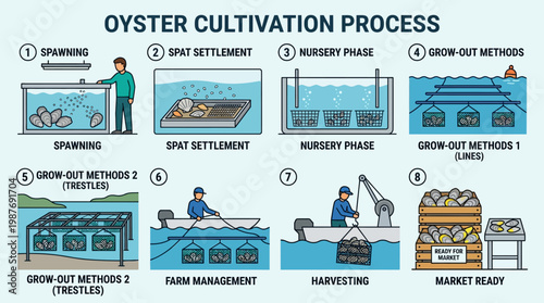 Oyster cultivation process steps from spawning to market ready