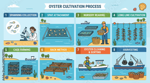 Detailed infographic showing the sequential steps of oyster cultivation including spawning, nursery rearing, farming, cleaning, and professional harvesting techniques today