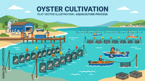 Oyster cultivation process with workers on boats and shore