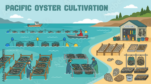 Pacific oyster cultivation scene with workers tending to oyster cages in the water and on the beach