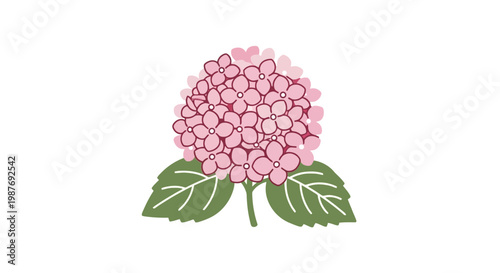 Pink Hydrangea Flower Vector Illustration Isolated on White