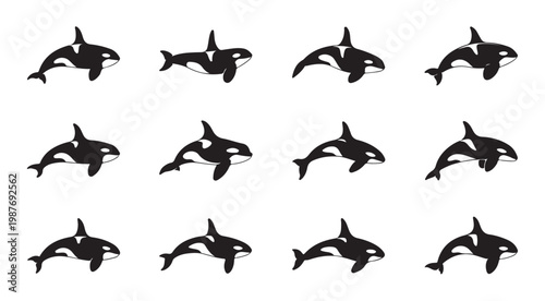 Orca killer whale silhouette collection in various dynamic poses for ocean mammal marine theme.