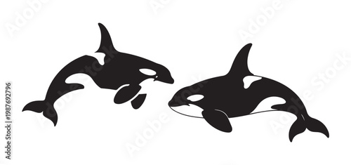 Two orca killer whales silhouette illustration on white background vector.