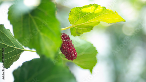 Mulberry fruits on the tree in the garden with nature background