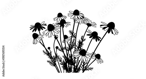 Black and white chamomile flowers bouquet vector illustration