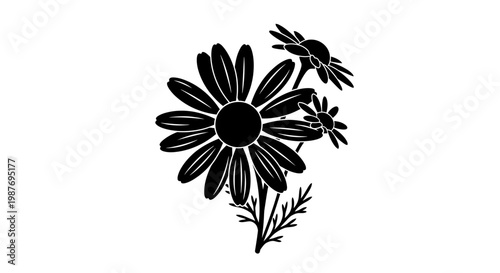Black Chamomile Flower Silhouette Illustration on White Background