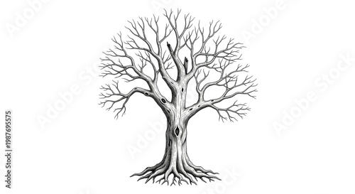 Detailed illustration of a large, bare deciduous tree with extensive branches and roots