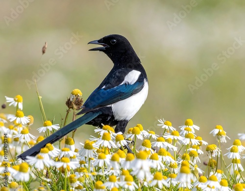 A Eurasian magpie with black and white plumage perched among small white and yellow wildflowers, its beak open