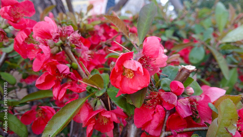 close up of vibrant red flowering quince blossoms with yellow stamens on a branch in a spring garden