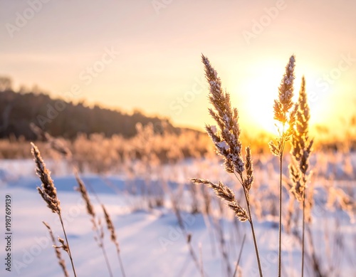 Winter landscape captures golden hour light over snowy fields and delicate grasses. Sunlight radiates from behind, creating a warm glow