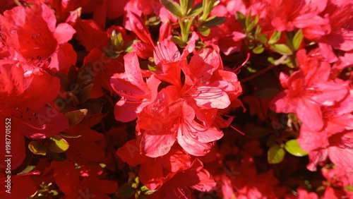 close-up of vibrant crimson red dwarf azalea flowers blooming in a dense cluster under direct sunlight in spring